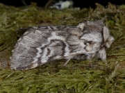 2015 Lunar Marbled Brown (Drymonia ruficornis) - aberration
