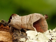 2019 Chocolate-tip (Clostera curtula)