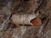 2019 Chocolate-tip (Clostera curtula)
