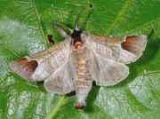 2019 Chocolate-tip (Clostera curtula)