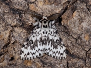 2033 Black Arches (Lymantria monacha)