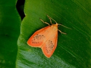 2037 Rosy Footman (Miltochrista miniata)