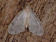 2038 Muslin Footman (Nudaria mundana)