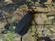 2039 Red-necked Footman (Atolmis rubricollis)