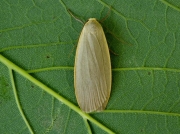 2044 Dingy Footman (Eilema griseola)