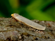 2045 Hoary Footman (Eilema caniola)