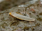 2045 Hoary Footman (Eilema caniola)