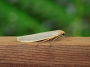 2045 Hoary Footman (Eilema caniola)