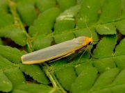 2047 Scarce Footman (Eilema complana)
