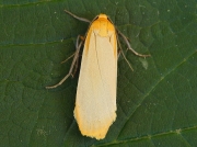 2049 Buff Footman (Eilema depressa)