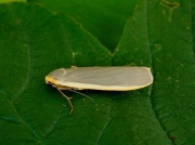 2050 Common Footman (Eilema lurideola)