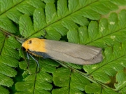 2051 Four-spotted Footman (Lithosia quadra)