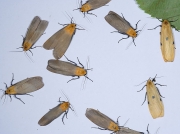 2051 Four-spotted Footman (Lithosia quadra)