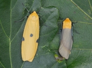 2051 Four-spotted Footman (Lithosia quadra) - pair