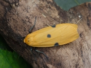 2051 Four-spotted Footman (Lithosia quadra) - female