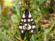 2058 Cream-spot Tiger (Arctia villica)