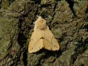 2061 Buff Ermine (Spilosoma luteum)