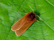 2064 Ruby Tiger (Phragmatobia fuliginosa)