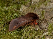 2064 Ruby Tiger (Phragmatobia fuliginosa) - dark form