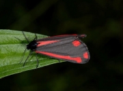 2069 The Cinnabar (Tyria jacobaeae)