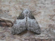 2077 Short-cloaked Moth (Nola cucullatella)