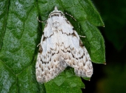 2078 Least Black Arches (Nola confusalis)