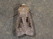 2081 White-line Dart (Euxoa tritici)