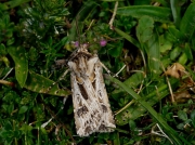 2085 Archer's Dart (Agrotis vestigialis)