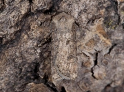 2087 Turnip Moth (Agrotis segetum)