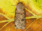 2087 Turnip Moth (Agrotis segetum)2
