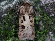 2088 Heart & Club (Agrotis clavis)