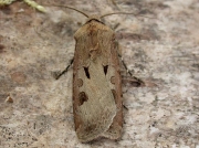 2089 Heart & Dart (Agrotis exclamationis)