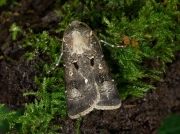 2090 Crescent Dart (Agrotis trux lunigera)