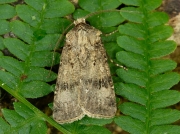 2090 Crescent Dart (Agrotis trux lunigera)