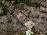 2091 Dark Sword-grass (Agrotis ipsilon)