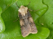 2092 Shuttle-shaped Dart (Agrotis puta)