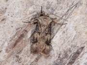 2092 Shuttle-shaped Dart (Agrotis puta)