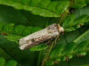 2098 The Flame (Axylia putris)
