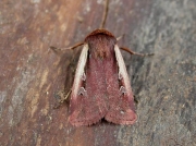 2102 Flame Shoulder (Ochropleura plecta)