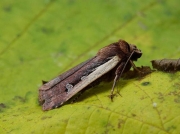 2102 Flame Shoulder (Ochropleura plecta)