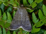 2104 Northern Rustic (Standfussiana lucernea)