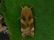 2110 Broad-bordered Yellow Underwing (Noctua fimbriata)