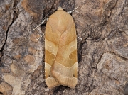 2110 Broad-bordered Yellow Underwing (Noctua fimbriata) - female