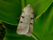 2117 Autumnal Rustic (Eugnorisma glareosa)