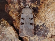 2117 Autumnal Rustic (Eugnorisma glareosa)