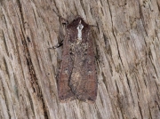 2119 Pearly Underwing (Peridroma saucia)