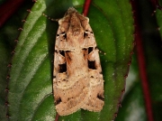 2128 Double Square-spot (Xestia triangulum)