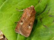 2134 Square-spot Rustic (Xestia xanthographa)