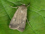 2134 Square-spot Rustic (Xestia xanthographa)