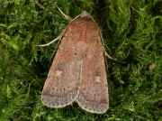 2134 Square-spot Rustic (Xestia xanthographa)